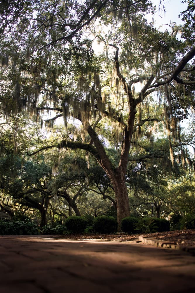 Sunlit Oak Path by Tim Mossholder — canvas wall art