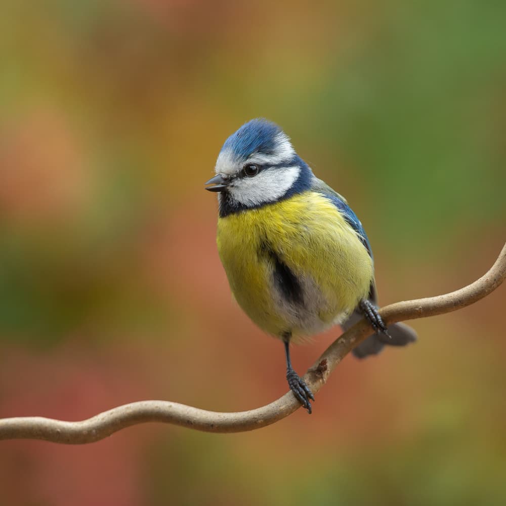 Vibrant Blue Tit Perch by Annie Keizer — canvas wall art