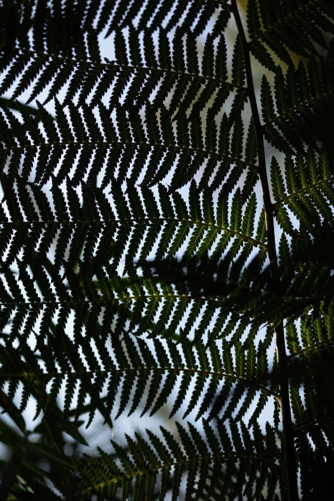 Dark Green Fern Pattern by Pictufy Studio III — canvas wall art