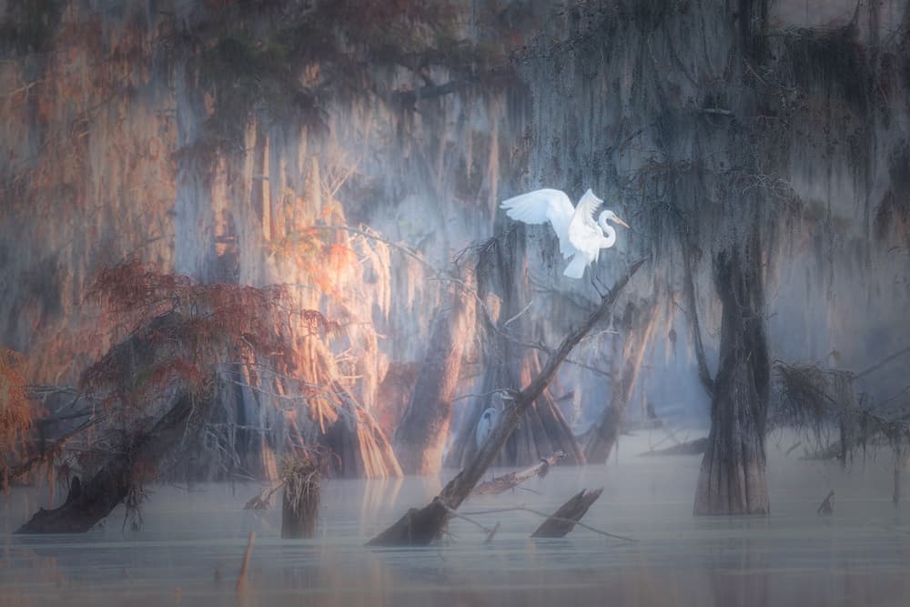 Misty Egret Swamp by Roberto Marchegiani — canvas wall art