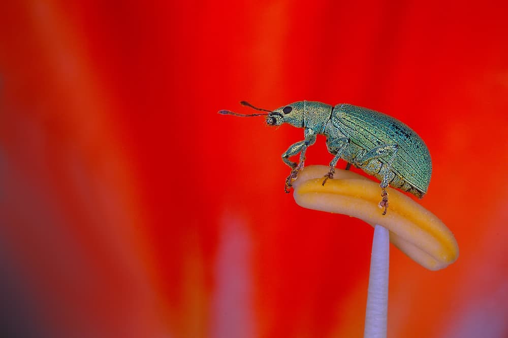 Vibrant Green Beetle by Jimmy Hoffman — canvas wall art