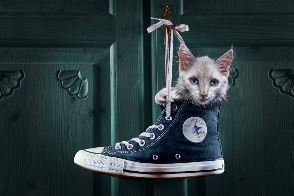 Kitten In A Shoe by Marcel Egger — canvas wall art