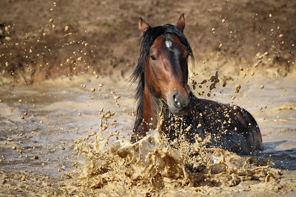 Horse Splashing Mud by Vedran Vidak — canvas wall art