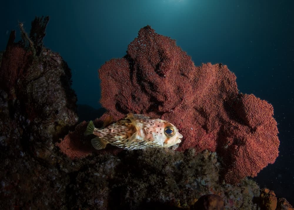 Pufferfish by Red Coral by Jennifer Lu — canvas wall art