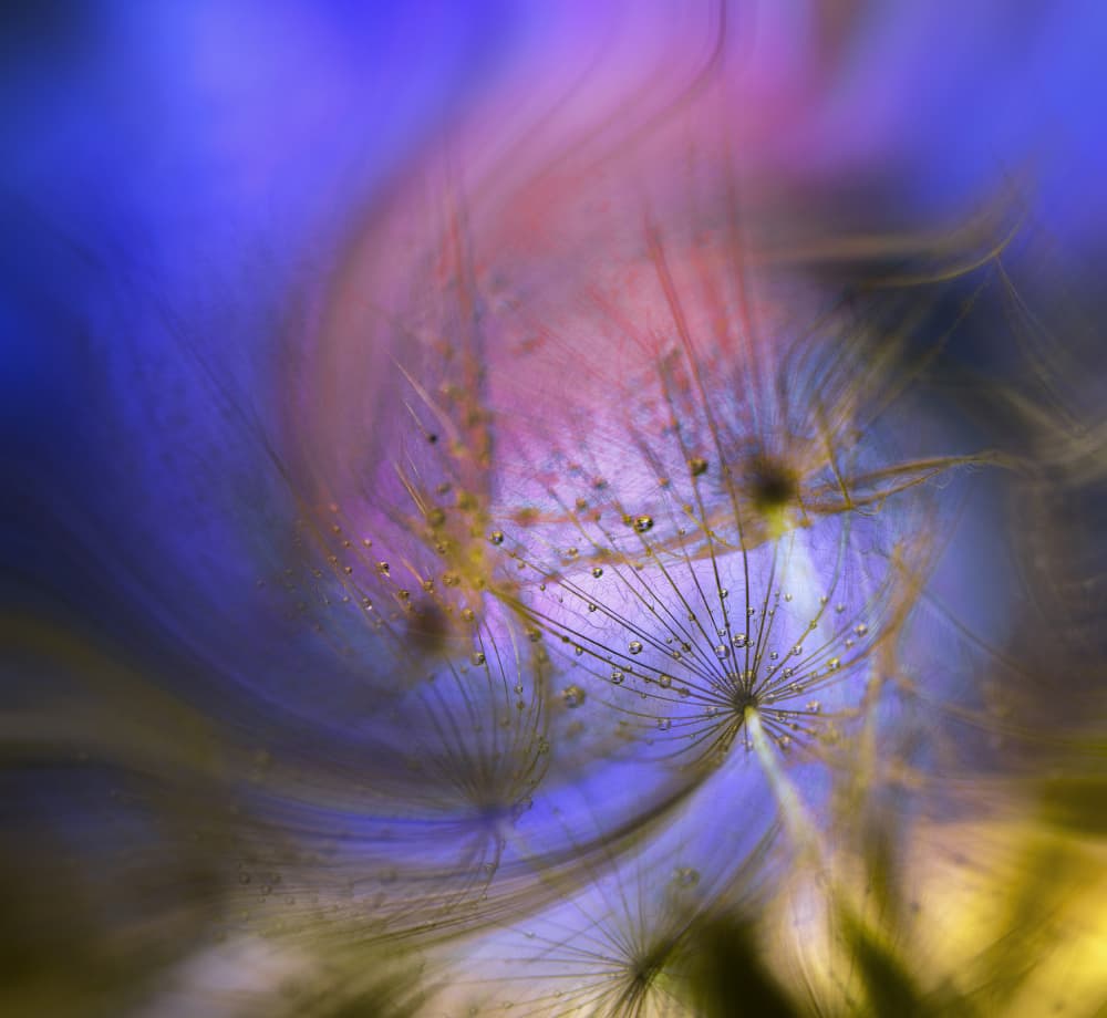 Vibrant Dandelion Drops by Judy Tseng — canvas wall art