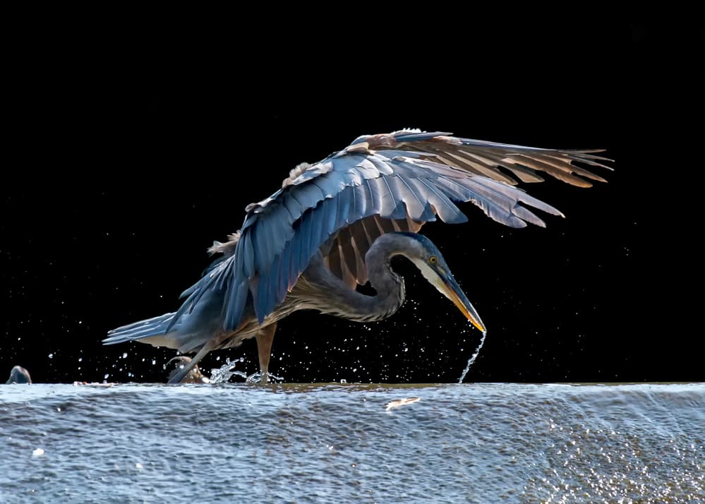 Heron Hunting Splash by Purple Bamboo — canvas wall art