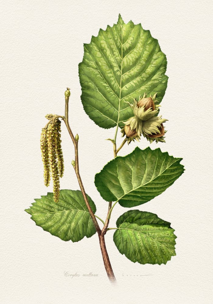 Hazelnut Branch Botanical by Juan Hernaz — canvas wall art