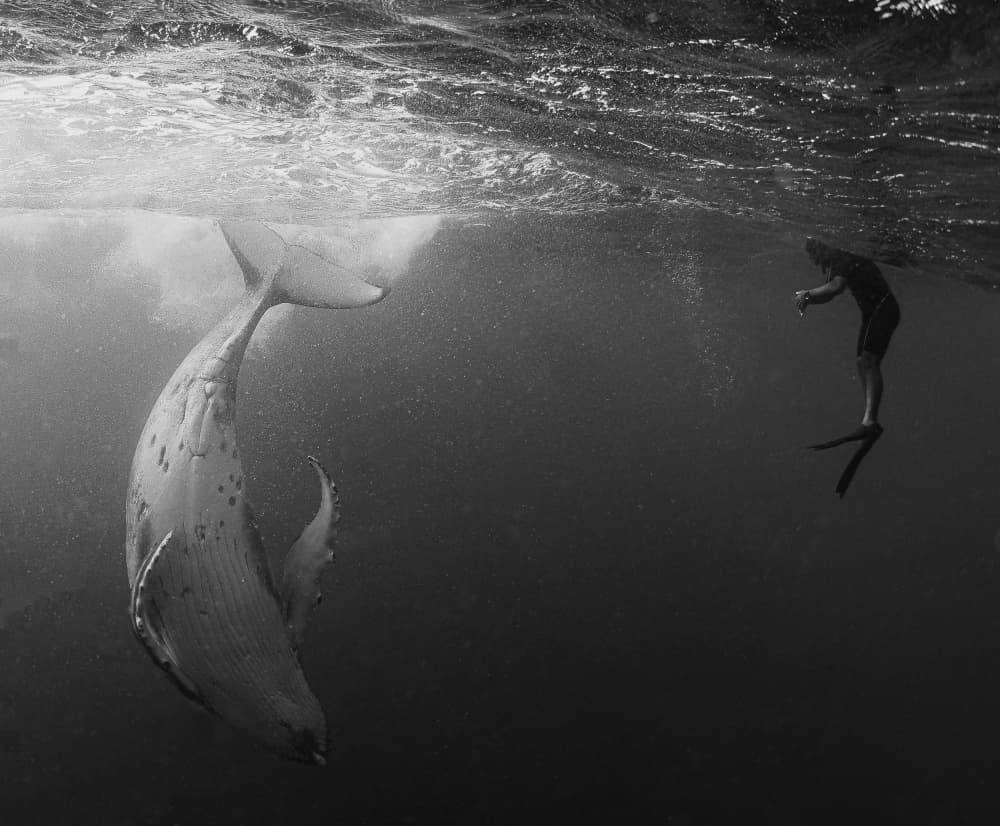 Underwater Whale Encounter by KIMIO KOBAYASHI — canvas wall art