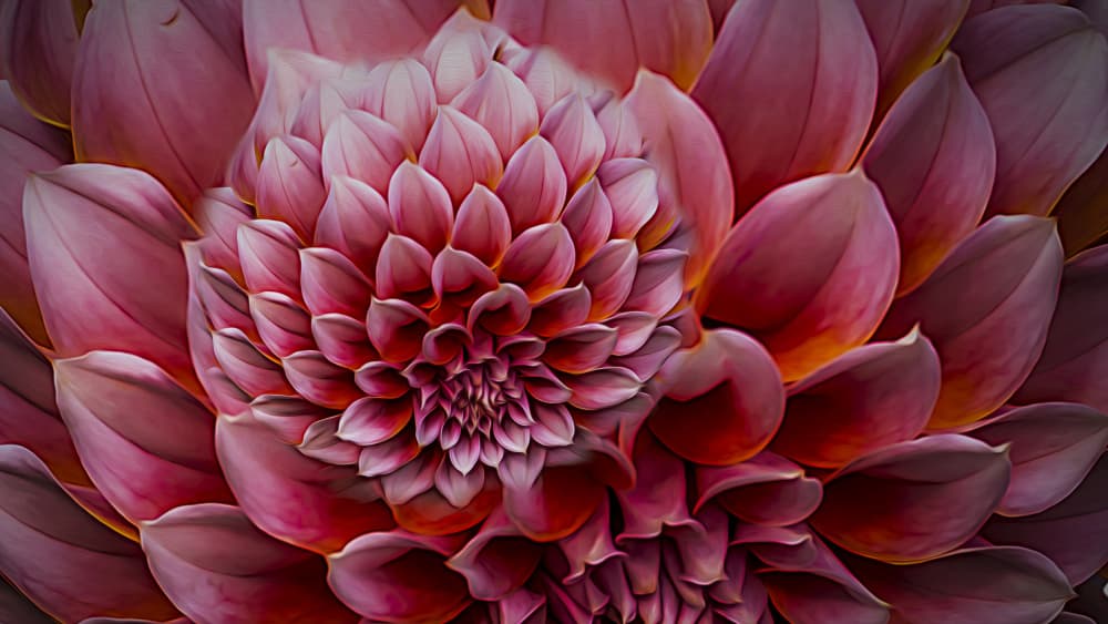 Vibrant Pink Dahlia by Greetje van Son — canvas wall art