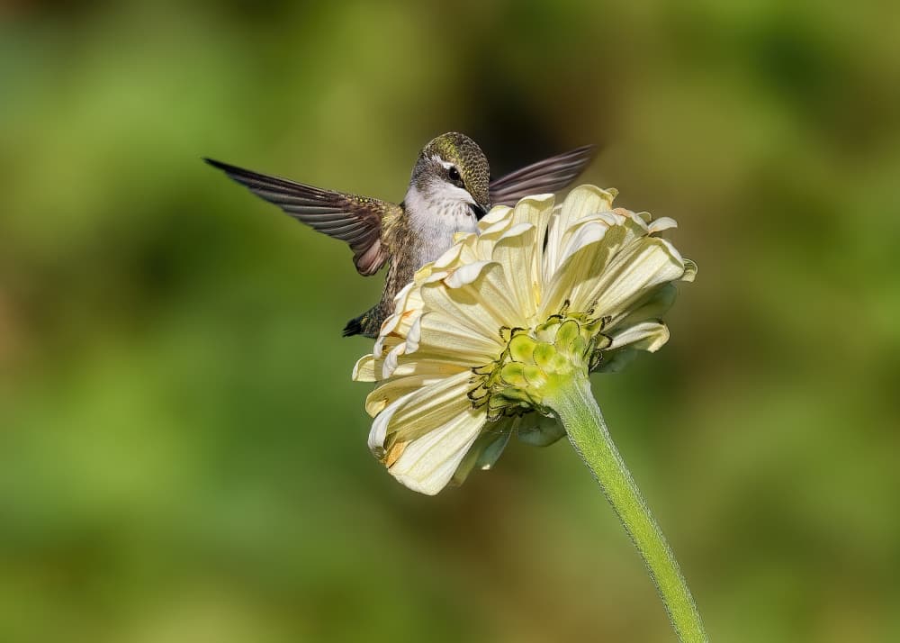 Hummingbird Zinnia Nectar Feast by Lucie Gagnon — canvas wall art