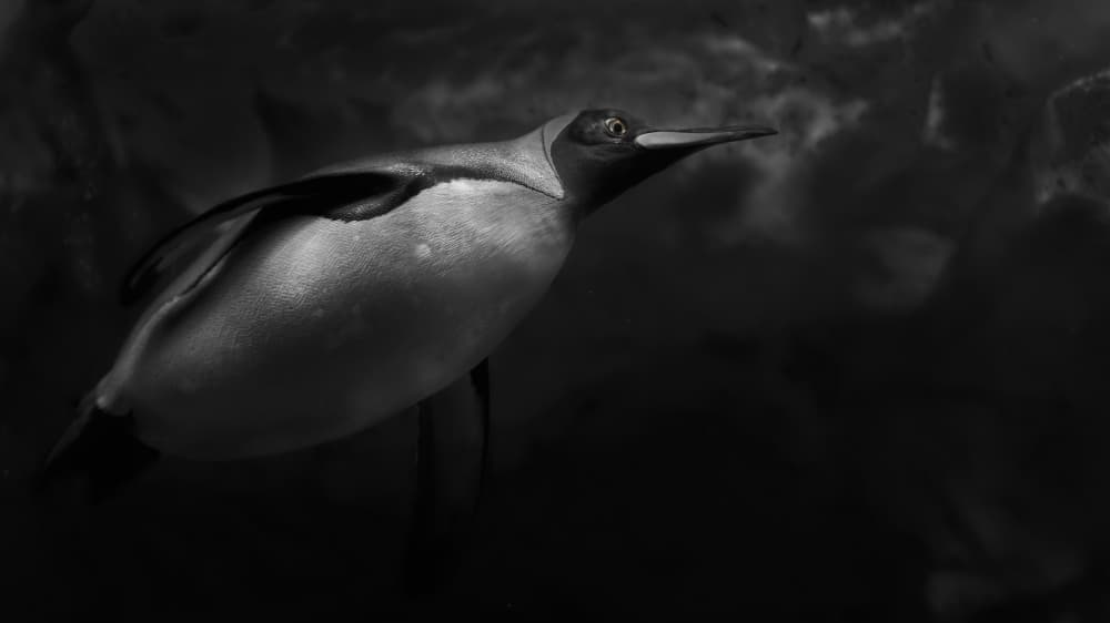 Dark Underwater Penguin by Kaisyakuji Yushi — canvas wall art