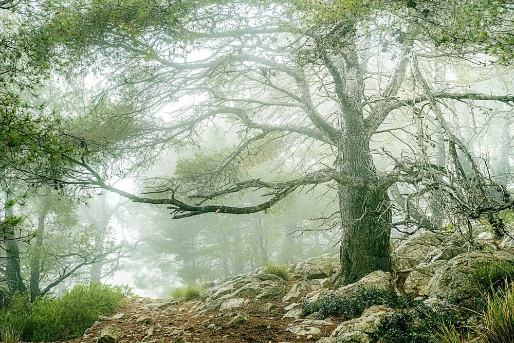 Misty Forest Path by Ulrike Eisenmann — canvas wall art