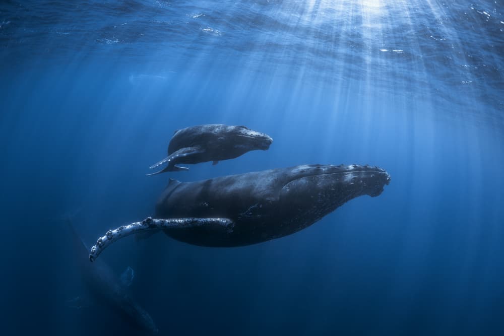 Deep Blue Humpback Whales by Barathieu Gabriel — canvas wall art
