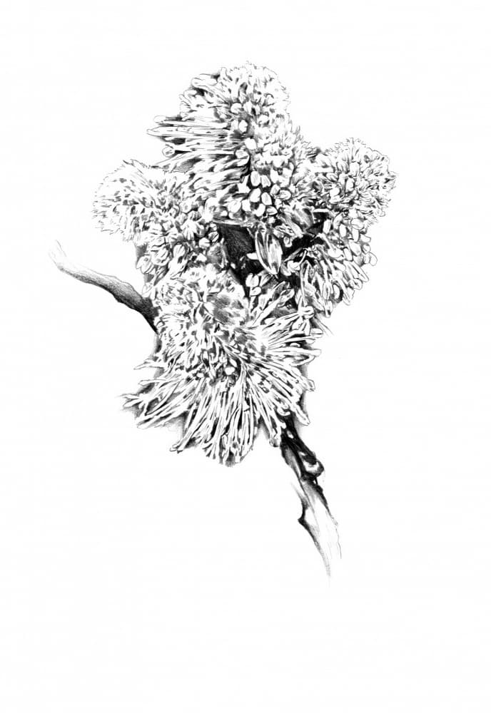 Delicate Botanical Drawing by Kulik — canvas wall art