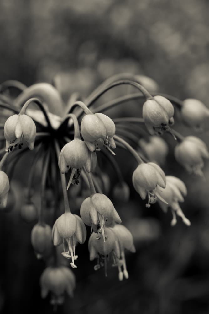 Serene Bell Flowers by Olivia Joy StClaire — canvas wall art