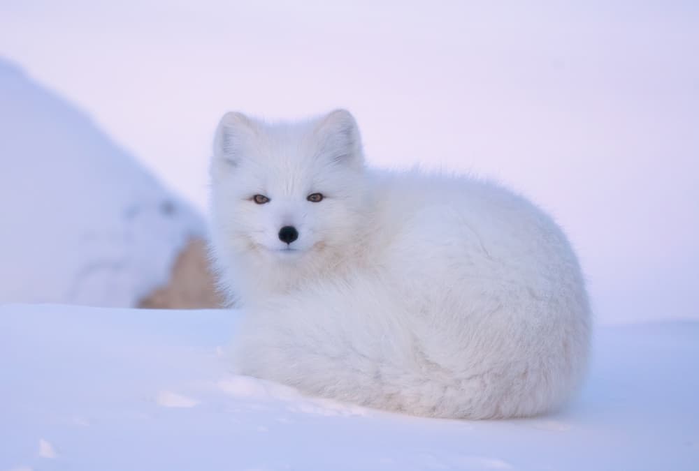Serene Arctic Fox by MIN LI — canvas wall art