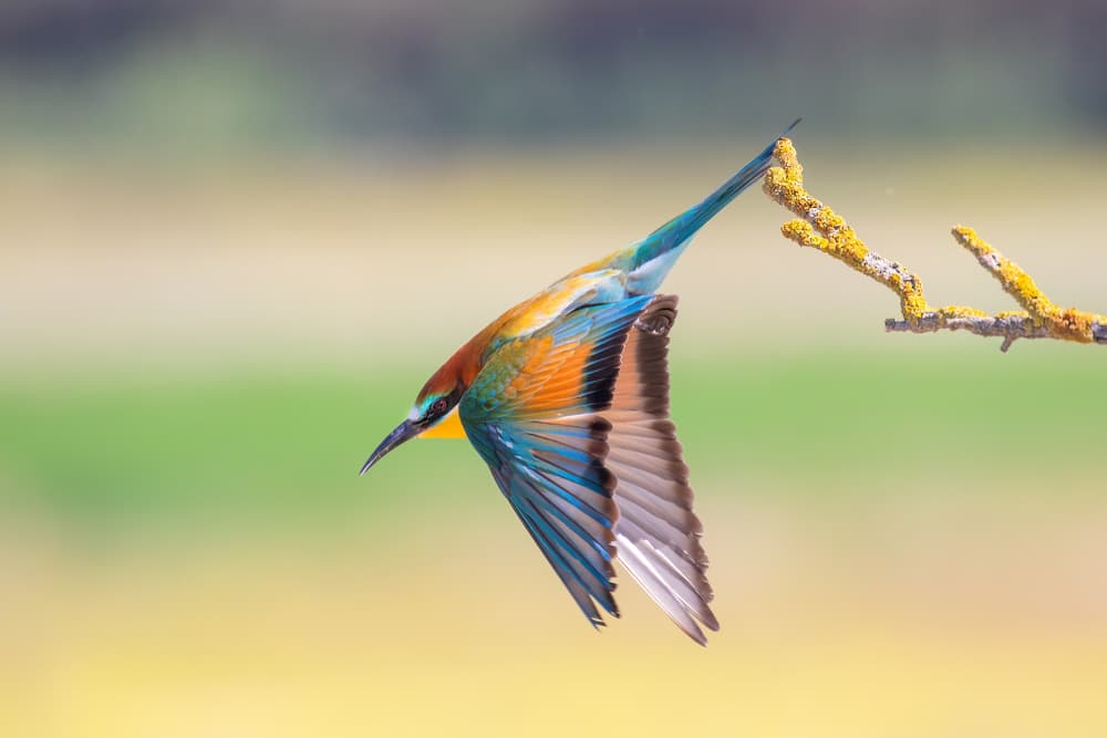 Vibrant Bee-eater Flight by TONY GORAN — canvas wall art