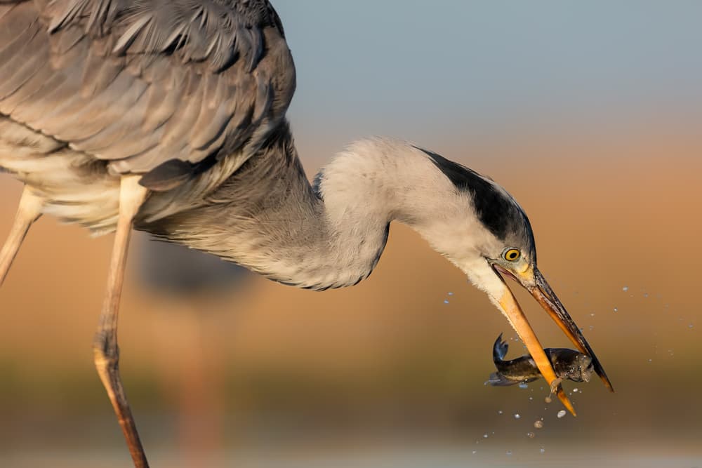 Grey Heron Fishing by Jun Zuo — canvas wall art