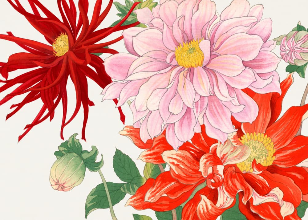 Dahlia Flower No.2 by Tanigami Konan — canvas wall art