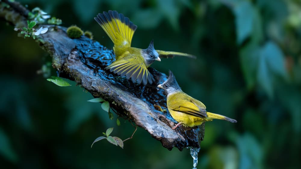 Birds Flying and Drinking by tianhuayu — canvas wall art