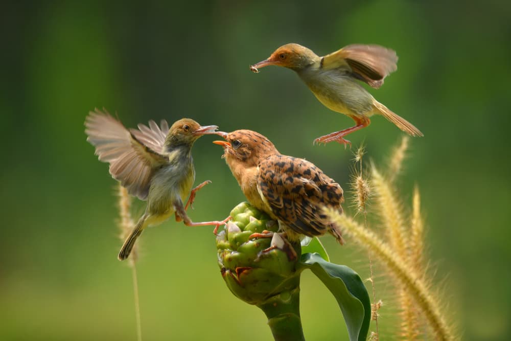 Nurturing Bird Family by Ajar Setiadi — canvas wall art