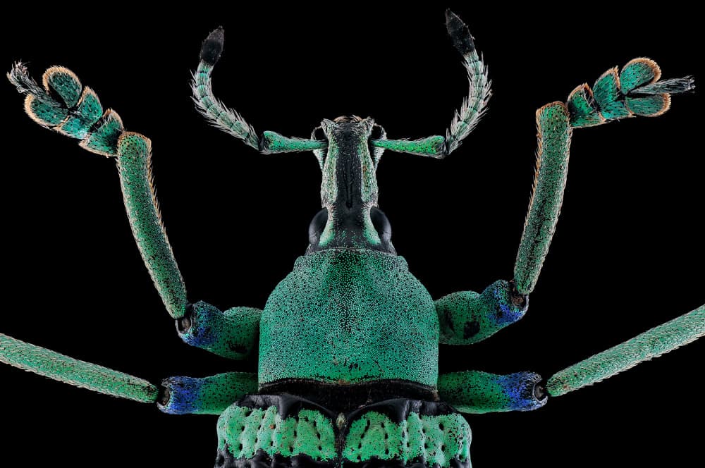 Vibrant Green Weevil by Edy Pamungkas — canvas wall art