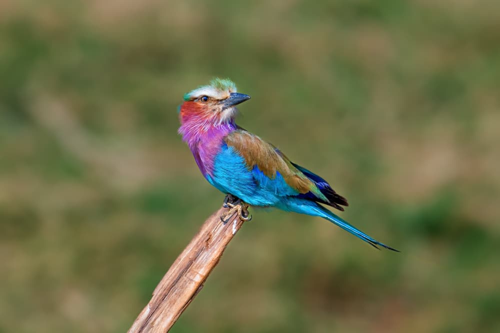 Vibrant Lilac Roller by Jeffrey C. Sink — canvas wall art
