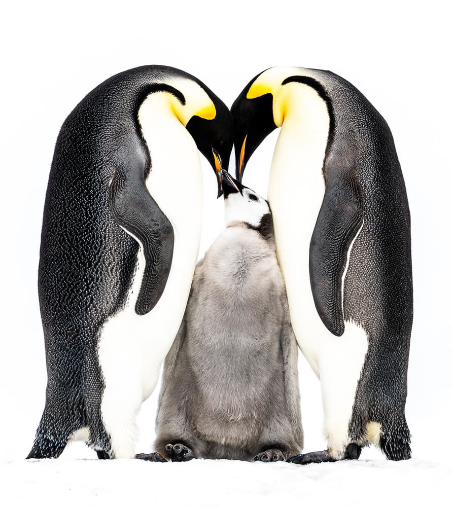 Emperor Penguin Feeding Chick by Liwen Tao — canvas wall art