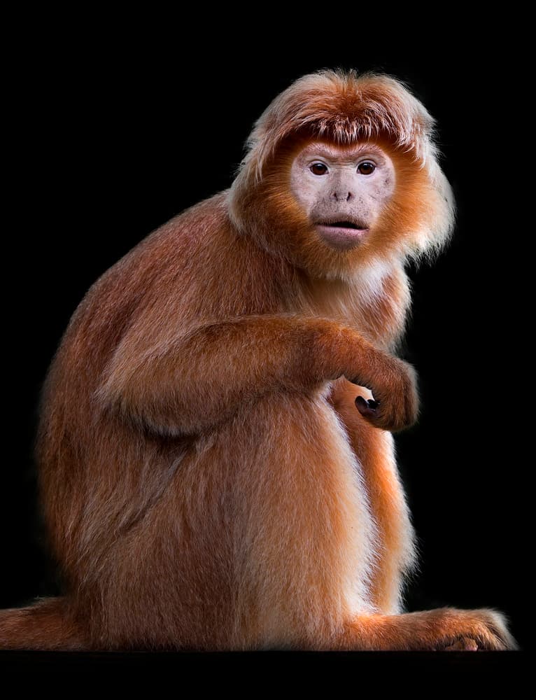 Curious Red Langur by C.S. Tjandra — canvas wall art