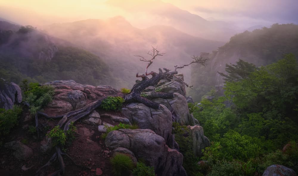 Golden Mountain Mist by Tiger Seo — canvas wall art