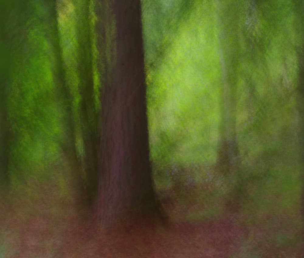 Blurred Forest Dreams by Ylva Sjögren — canvas wall art