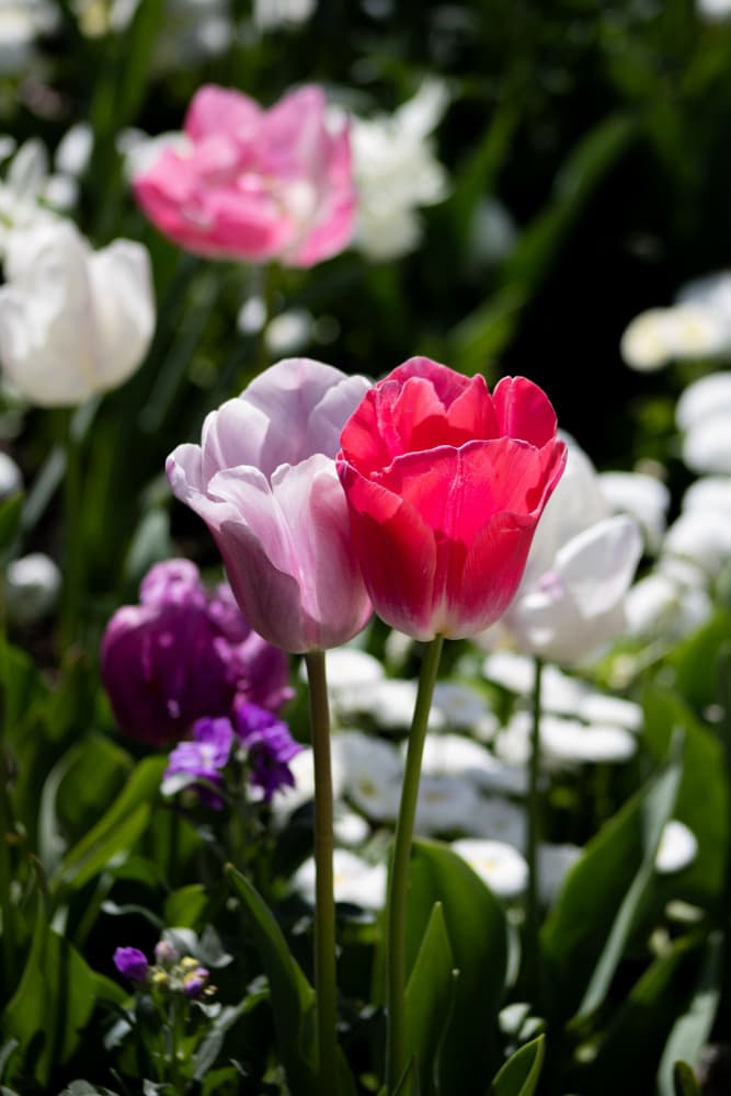 Vibrant Pink Tulips by Léa Lefebvre — canvas wall art