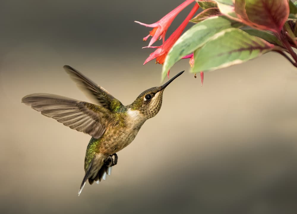 Hummingbird In Flight by Hannah & Wei — canvas wall art