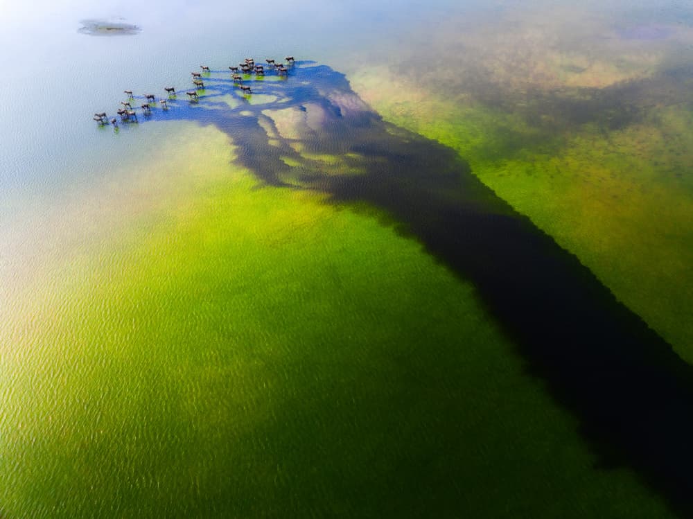 Aerial Green Water Channel by Songlin Xu — canvas wall art