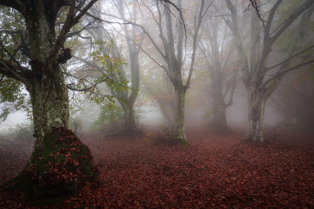 Misty Autumn Forest by Sergio Barboni — canvas wall art