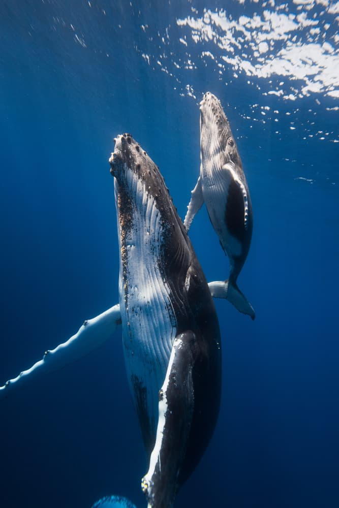 Humpback Whale Mother And Calf by Barathieu Gabriel — canvas wall art