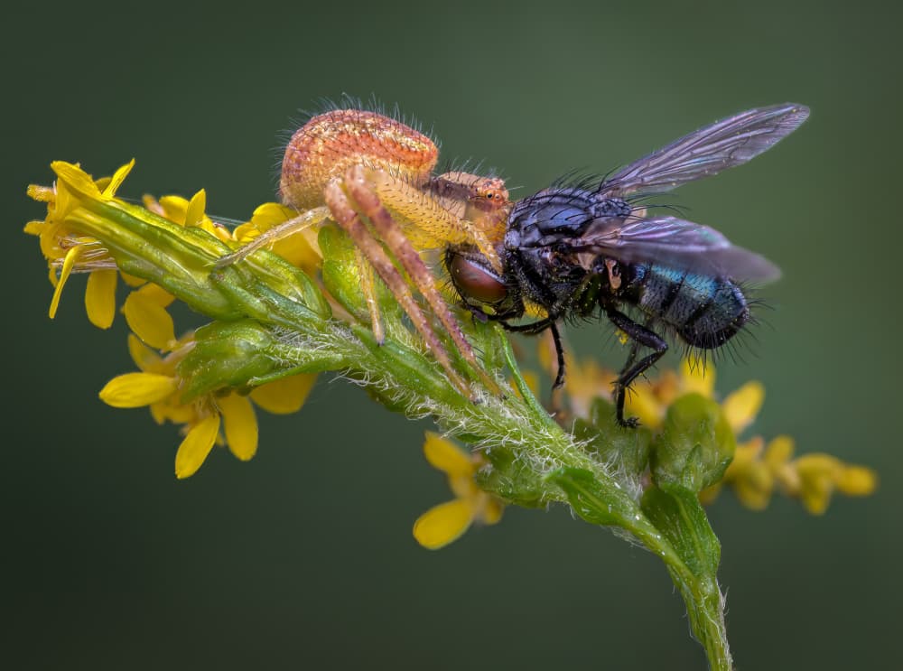 Crab Spider Catches Fly by Atul Saluja — canvas wall art
