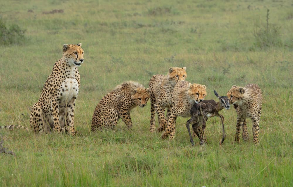 Cheetah Cubs And Gazelle by MIN LI — canvas wall art