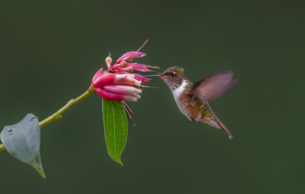 Hummingbird Pink Bloom by Rajat Dhesi — canvas wall art