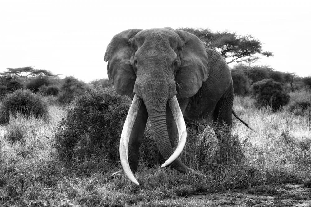 Majestic African Tusker by swapnil deshpande — canvas wall art