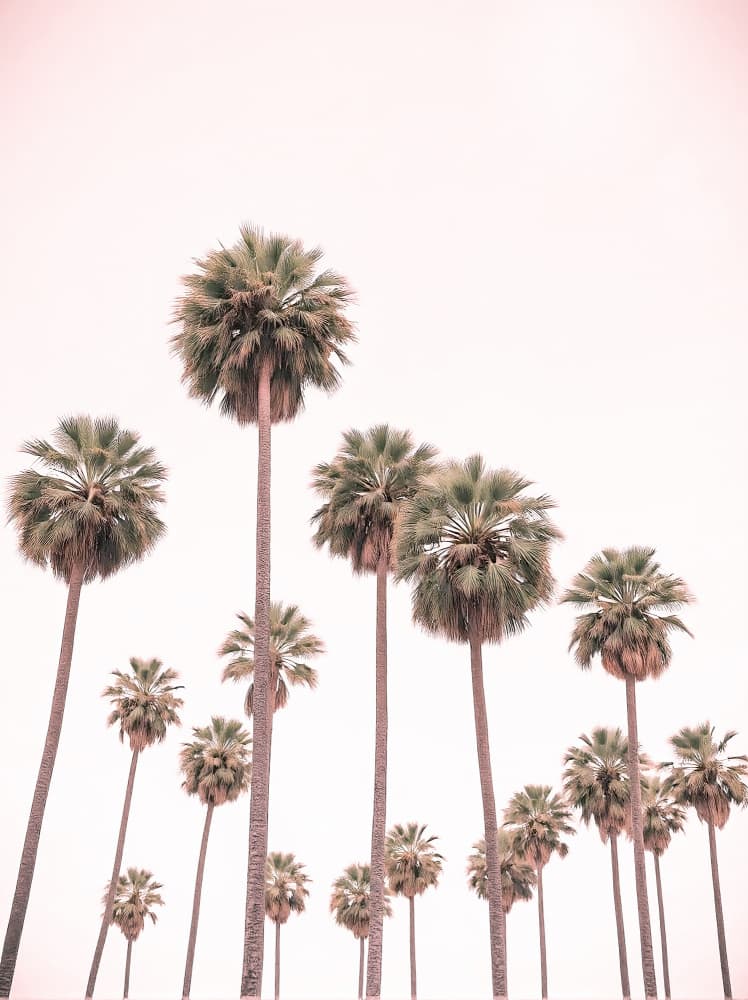 Blush Pink Palms by Josie George — canvas wall art