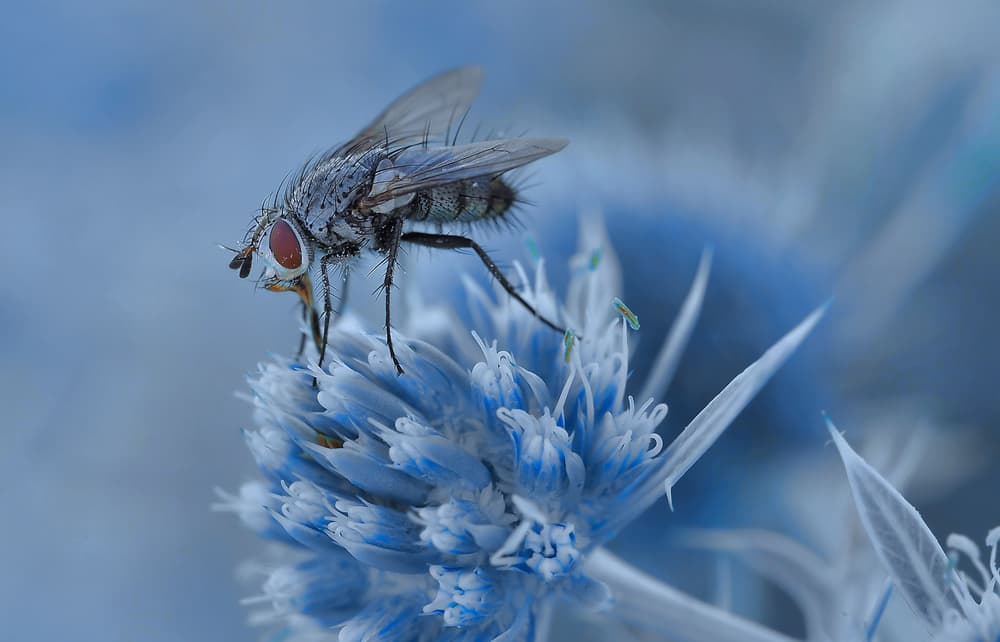 Blue Thistle Fly by Thierry Dufour — canvas wall art