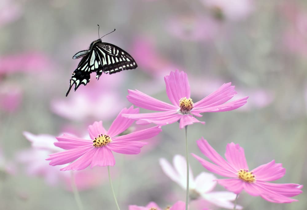 Pink Cosmos Butterfly Flight by HAN dong hee — canvas wall art