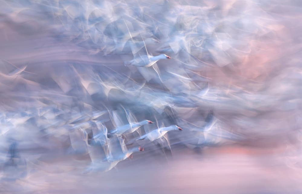 Ethereal Swan Flight by Larry Deng APA — canvas wall art