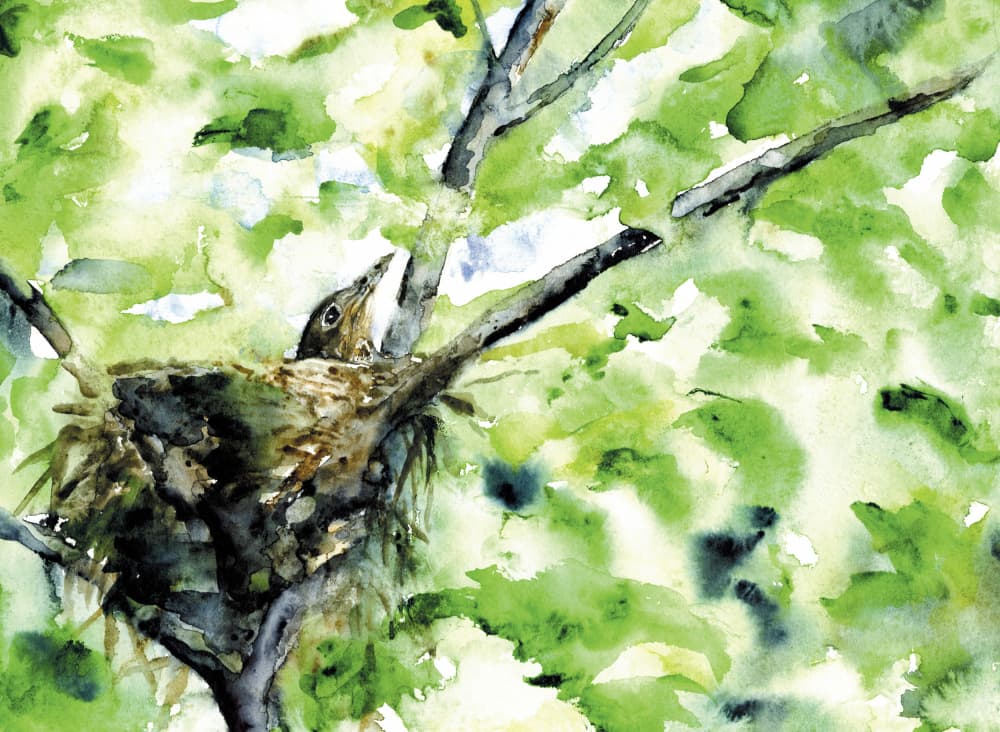 Baby Bird Green Nest by RodMacIver — canvas wall art
