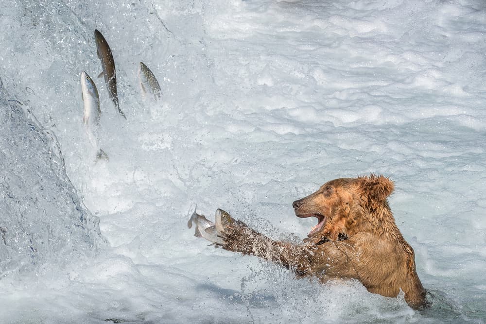 Grizzly Bear Fishing Salmon by Richard Liu — canvas wall art