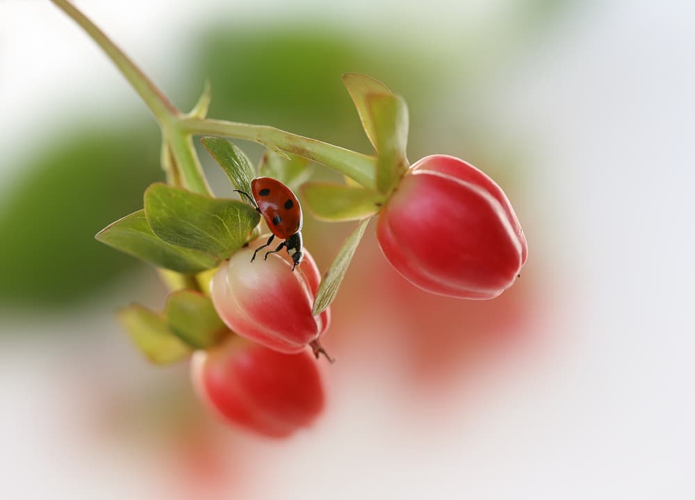 Ladybug on Red Berries by Ellen van Deelen — canvas wall art