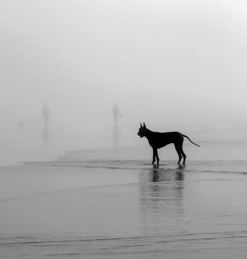 Misty Beach Dog Walk by Roxana Labagnara — canvas wall art