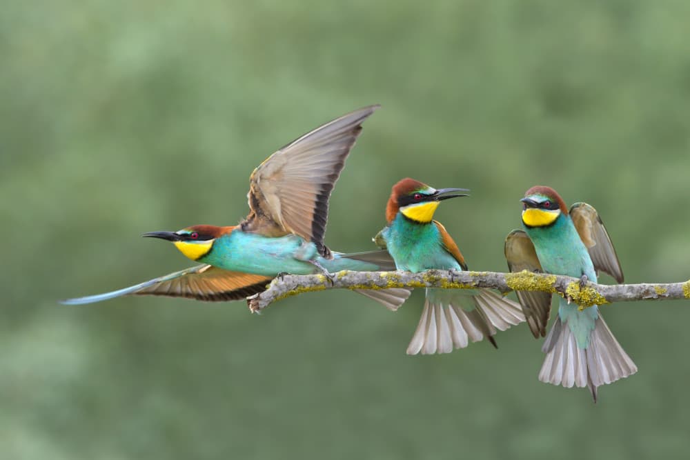On the perch by Marco Pozzi — canvas wall art