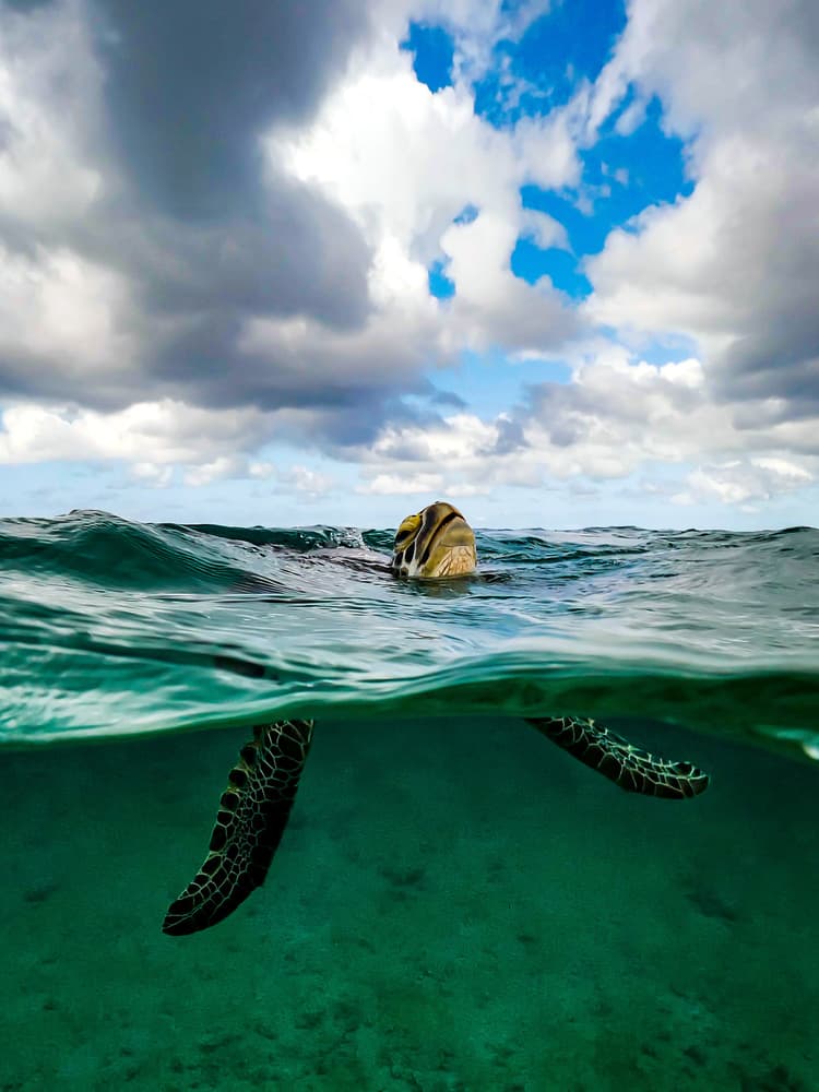 Ocean Turtle Split View by Serge Melesan — canvas wall art